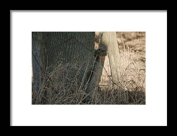 Squirrel Framed Print featuring the photograph I see you by Troy Stapek