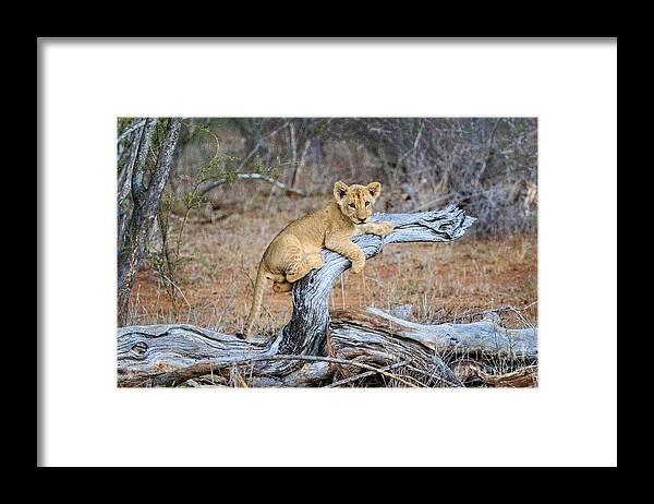 Babies Framed Print featuring the photograph I Think I Can by Jennifer Ludlum