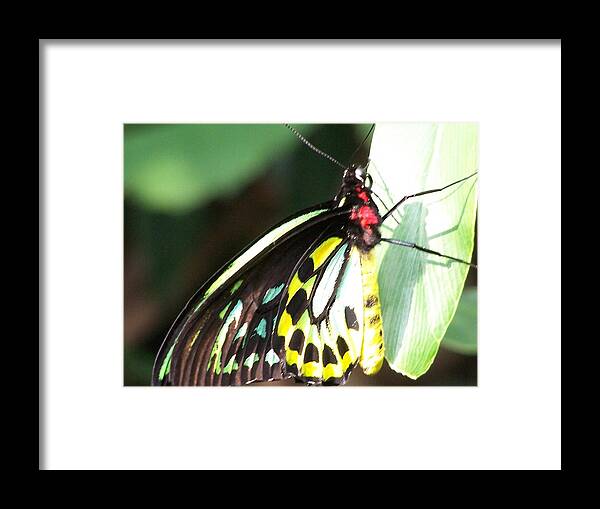 Butterfly Framed Print featuring the photograph I by Vijay Sharon Govender