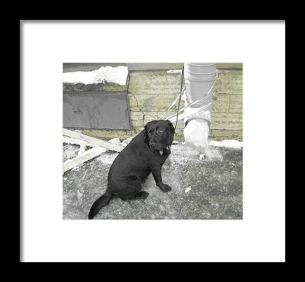 Dog Framed Print featuring the photograph I Wait My Boss by Yury Bashkin