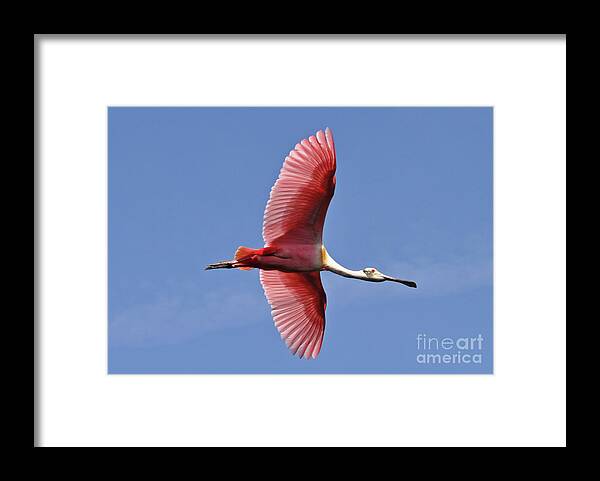 Roseate Spoonbill Framed Print featuring the photograph I Wanna Fly Like An Eagle by Lydia Holly