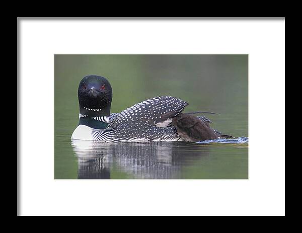 Loon Framed Print featuring the photograph I want up by Brook Burling