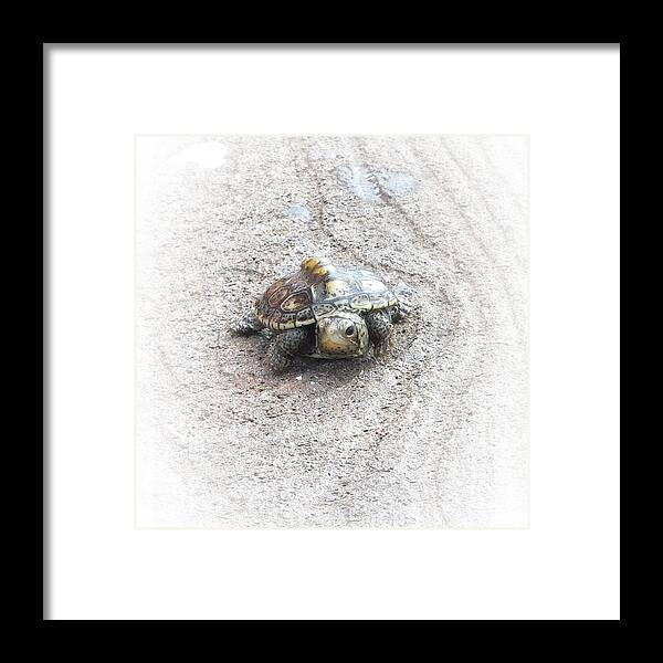 Turtle Framed Print featuring the photograph I Will Survive by Judy Hall-Folde