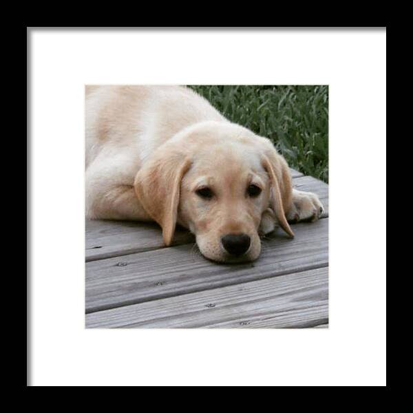 Nationalpuppyday Framed Print featuring the photograph I Wish He Was Still A Puppy!! by Sophia Perez