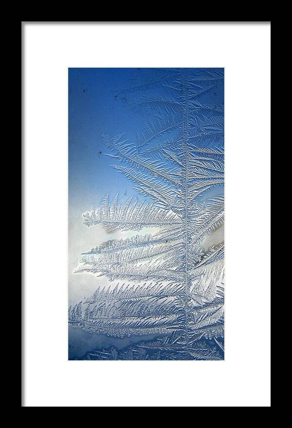 Ice Framed Print featuring the photograph Ice Tree by Rhonda Barrett