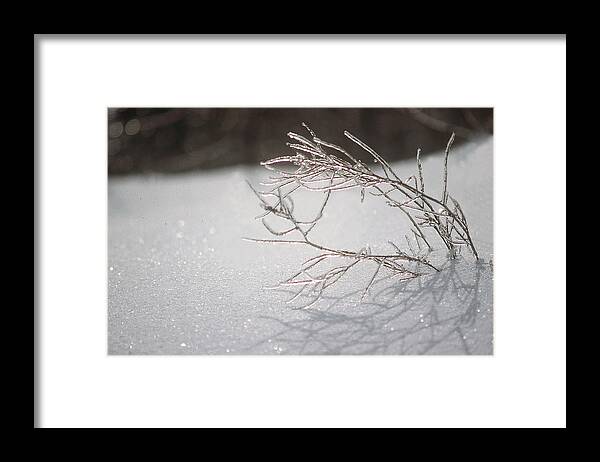Ice Framed Print featuring the photograph Iced by DArcy Evans