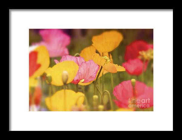 Poppy Pictures Framed Print featuring the photograph Iceland Poppies warmly by Gus McCrea