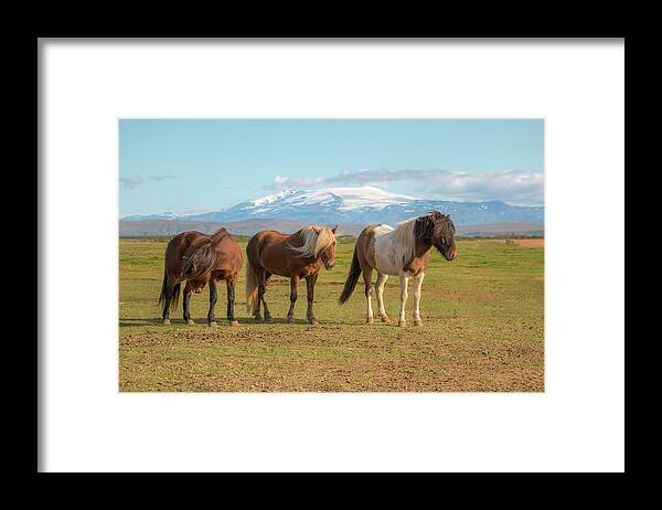 Icelandic Horse Framed Print featuring the photograph Icelanders 0639 by Kristina Rinell