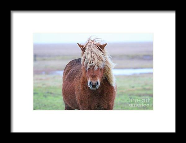 Icelandic Horse Framed Print featuring the photograph Icelandic Horse 7137 by Jack Schultz