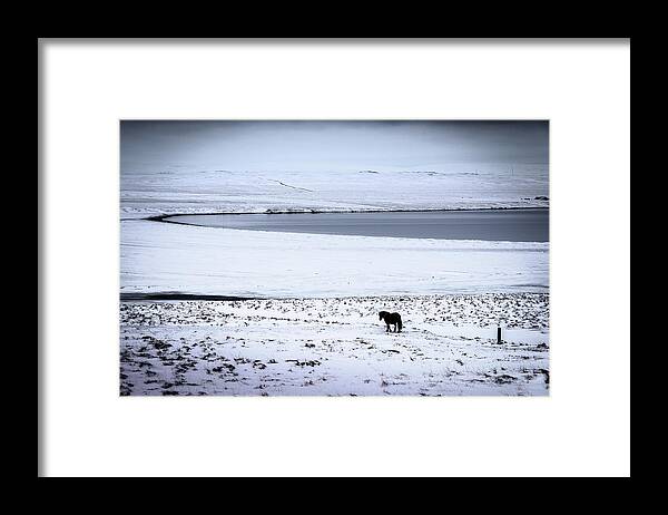 Iceland Framed Print featuring the photograph Icelandic Horse by Peter OReilly