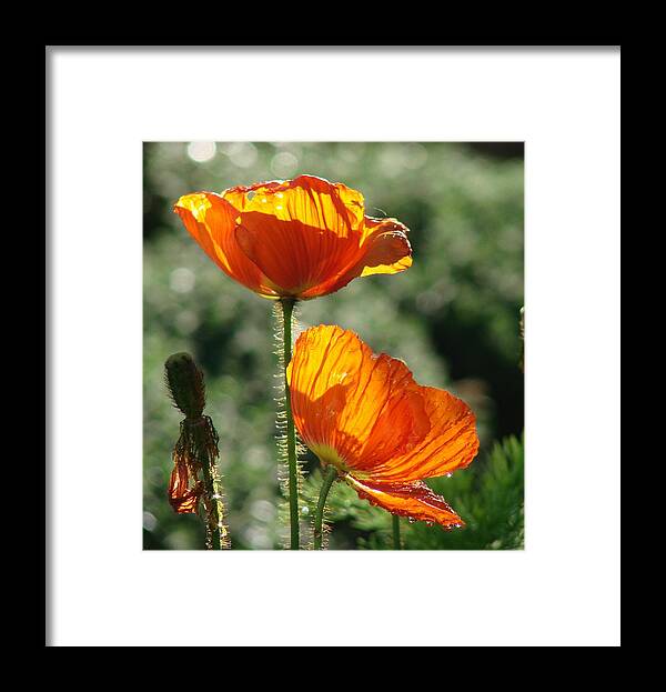 Poppy Framed Print featuring the photograph Icelandic Poppies by Liz Vernand