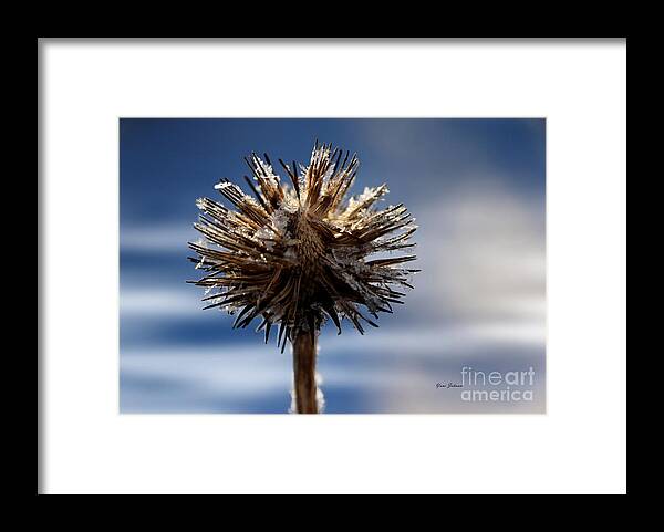 Nature Framed Print featuring the photograph Icicle flower by Yumi Johnson