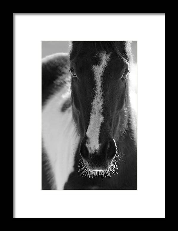 Horse Framed Print featuring the photograph iContact by Evelina Kremsdorf