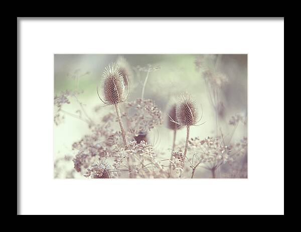 Grass Framed Print featuring the photograph Icy Morning. Wild Grass by Jenny Rainbow
