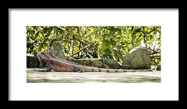 Bvi Framed Print featuring the photograph Iguana by Alexey Stiop
