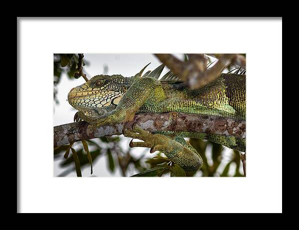 Colombia Framed Print featuring the photograph Iguana La Macarena Colombia by Adam Rainoff