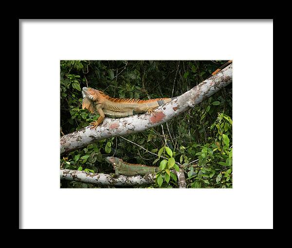 Iguana Framed Print featuring the photograph Iguana Pair by Jessica Levant