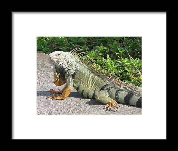 Iguania Framed Print featuring the photograph Iguania Sunbathing by Christiane Schulze Art And Photography