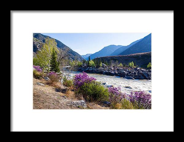 Ilgumensky Rapids Framed Print featuring the photograph Ilgumensky Rapids at Spring Time. Altay Mountains by Victor Kovchin