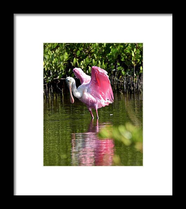 Spoonbill Framed Print featuring the photograph I Believe I Can Fly by Carol Bradley