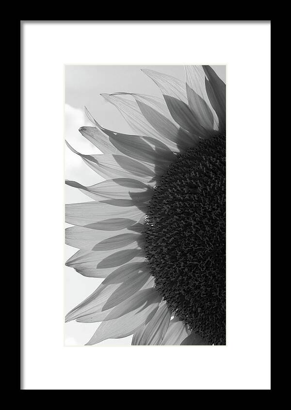 Black And White Framed Print featuring the photograph Illuminated Half Sunflower Grayscale by Mary Anne Delgado