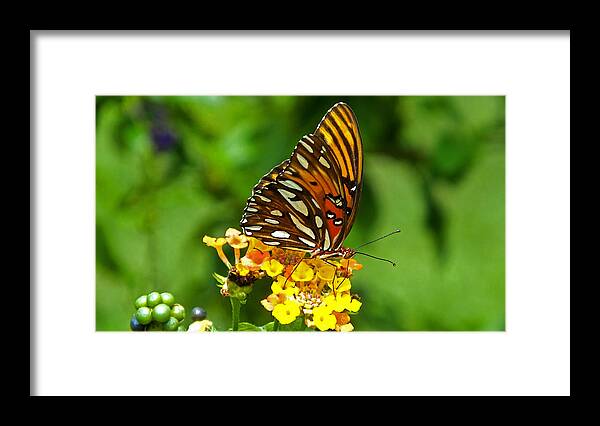 Butterfly Framed Print featuring the photograph Illuminated by Judy Wanamaker