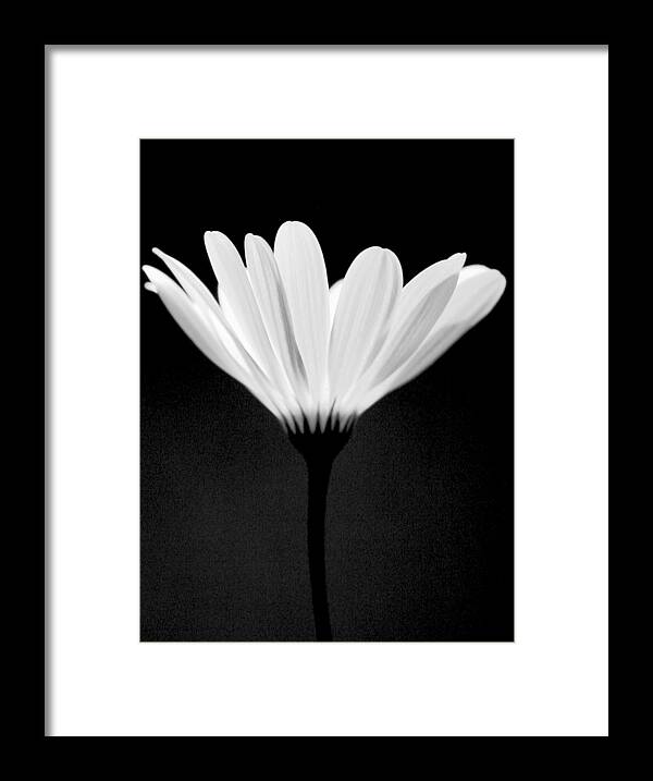 Flower Framed Print featuring the photograph Illuminated Lady by Julie Lueders 
