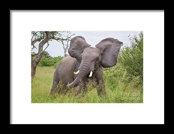 Wildlife Framed Print featuring the photograph I'm All Ears by Jennifer Ludlum