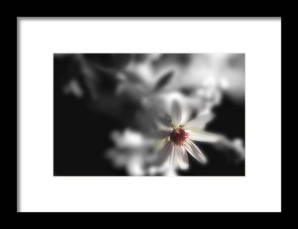 Aster Flowers Framed Print featuring the photograph I'm Always With You by Mike Eingle