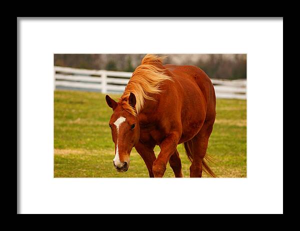Horse Framed Print featuring the photograph I'm Coming by Beth Collins