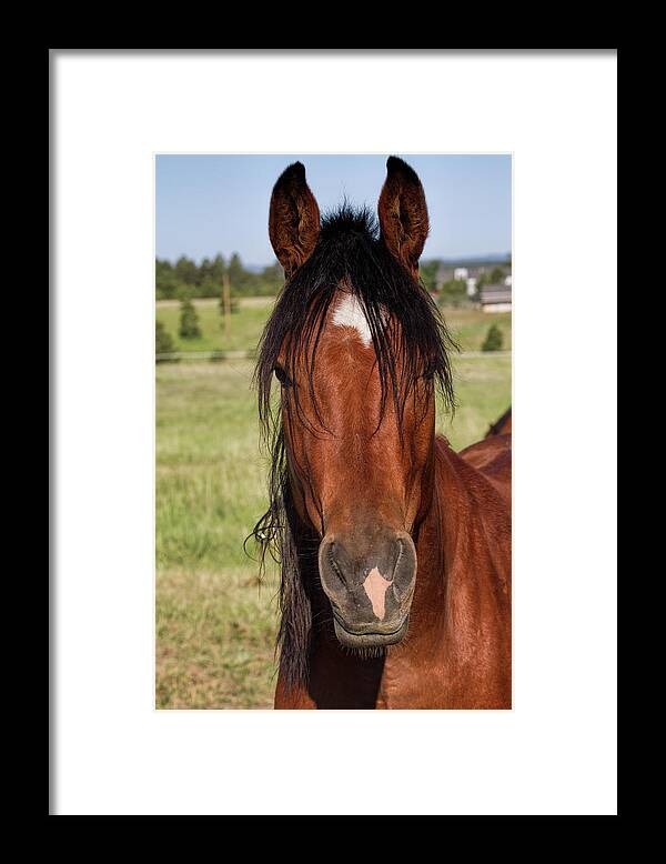 Equine Framed Print featuring the photograph I'm Here by Alana Thrower