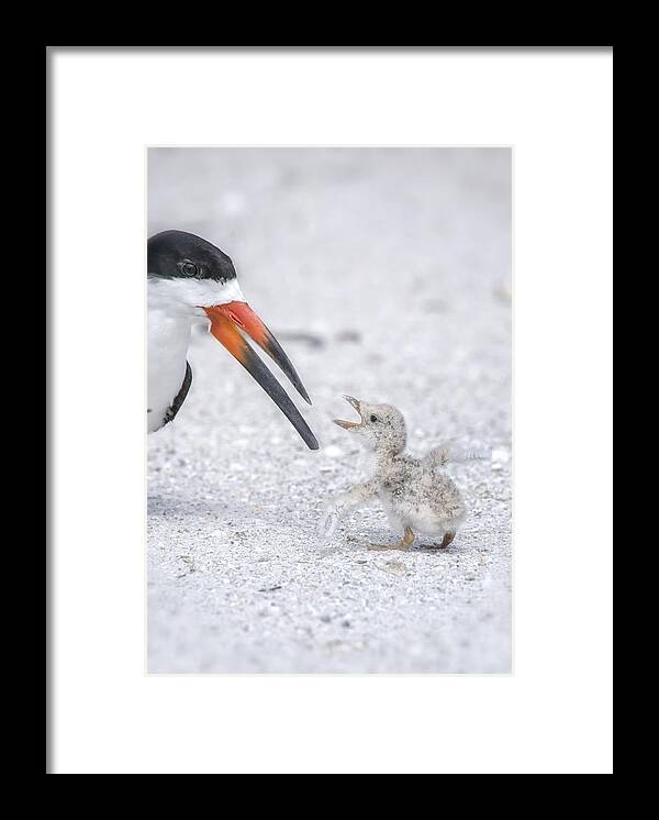 Crystal Yingling Framed Print featuring the photograph I'm NOT Tiny by Ghostwinds Photography