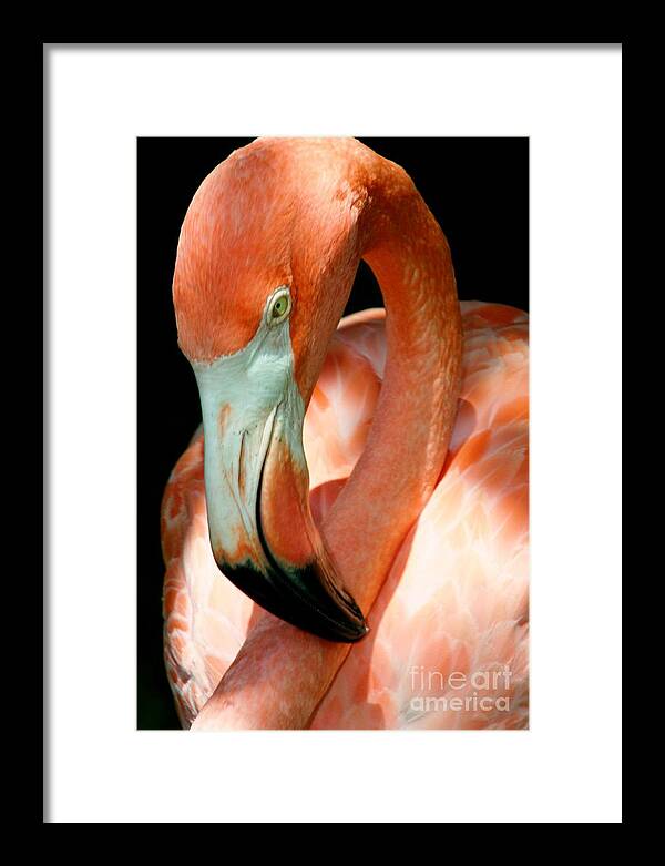 Flamingo Framed Print featuring the photograph I'm Such a Pretty Birdie by Sheryl Unwin