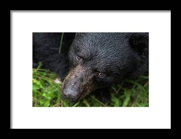 Black Bear Framed Print featuring the photograph Im Watching you by David Kirby