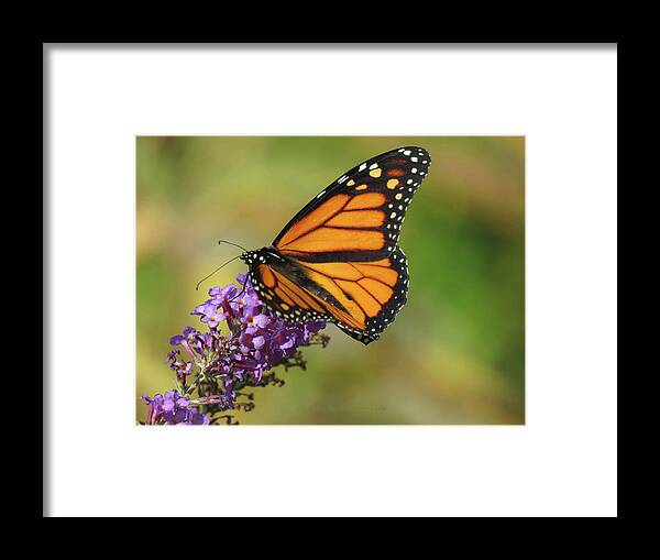 Butterfly Framed Print featuring the photograph Autumn in the Garden - Monarch and Purple Floret - Nature Photography by Brooks Garten Hauschild