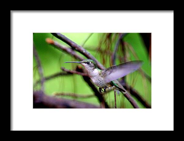 Ruby-throated Hummingbird Framed Print featuring the photograph IMG-3281-001 - Ruby-throated Hummingbird by Travis Truelove