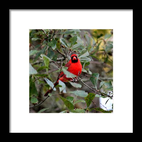 Northern Cardinal Framed Print featuring the photograph IMG_0259-023- Northern Cardinal by Travis Truelove