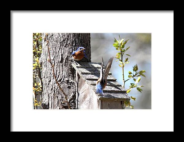 Eastern Bluebird Framed Print featuring the photograph IMG_1708-001 - Eastern Bluebird by Travis Truelove