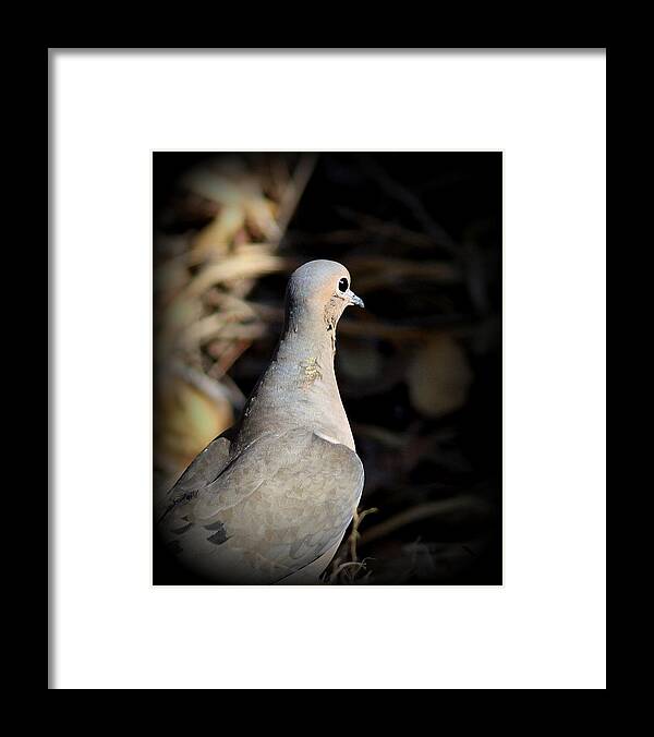 Mourning Dove Framed Print featuring the photograph IMG_5005 - Mourning Dove by Travis Truelove