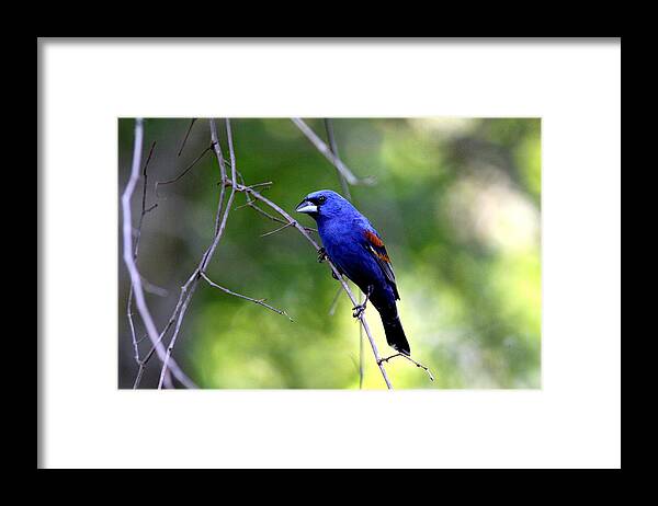 Blue Grosbeak Framed Print featuring the photograph IMG_5699-004 - Blue Grosbeak by Travis Truelove