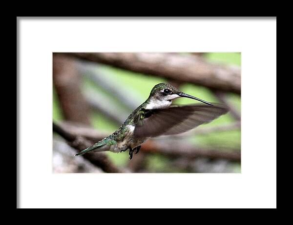 Ruby-throated Hummingbird Framed Print featuring the photograph IMG_5958 - Ruby-throated Hummingbird by Travis Truelove
