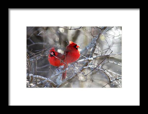 Northern Cardinal Framed Print featuring the photograph IMG_7656 - Northern Cardinal by Travis Truelove