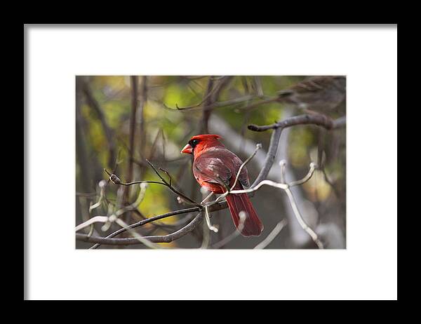 Northern Cardinal Framed Print featuring the photograph IMG_8199 - Northern Cardinal by Travis Truelove