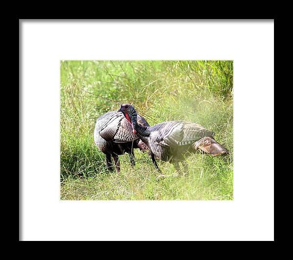 Wild Turkey Framed Print featuring the photograph IMG_8760 - Wild Turkey by Travis Truelove