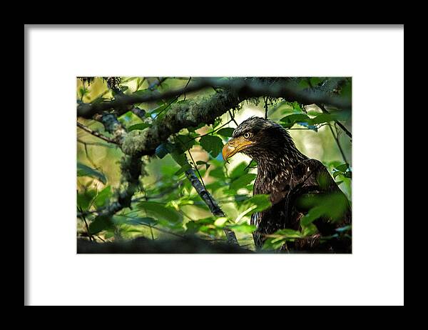 Eagle Framed Print featuring the photograph Juvenile Bald Eagle by Bob Cournoyer