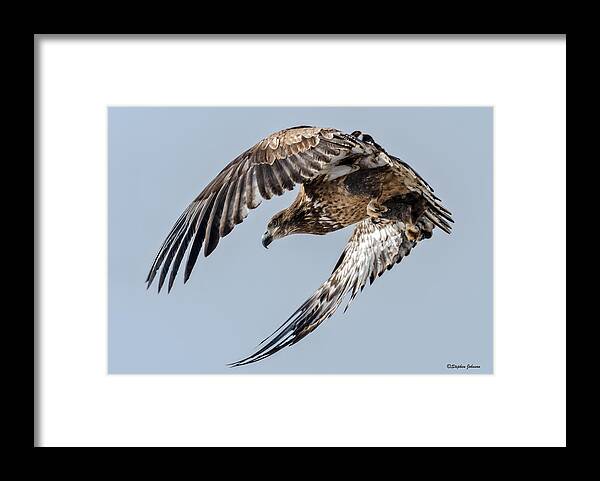 Bald Eagle Framed Print featuring the photograph Immature Bald Eagle Leaving a Perch by Stephen Johnson