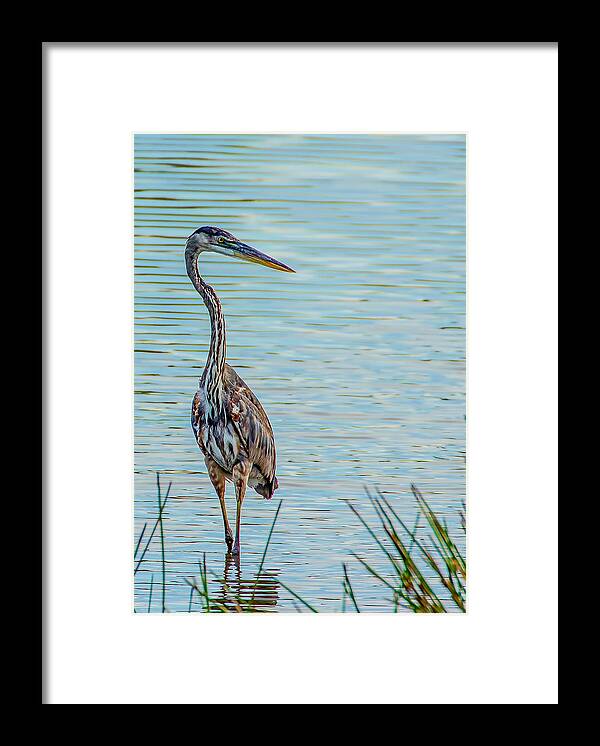 Celery Fields Framed Print featuring the photograph Immature Great Blue Heron by Richard Goldman