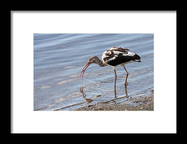 Bird Framed Print featuring the photograph Immature Ibis with a Catch by Rosalie Scanlon