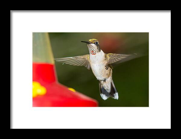 Ruby-throated Hummingbird Framed Print featuring the photograph Immature Male Ruby-Throated Hummer by Robert L Jackson