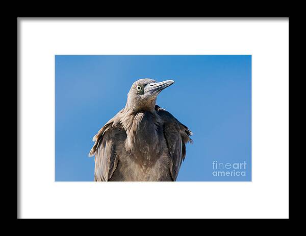 Egret Framed Print featuring the photograph Immature Reddish Egret by John Greco